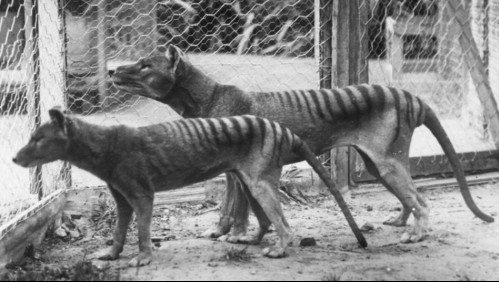 El insólito lugar donde encontraron los restos del último tigre de Tasmania