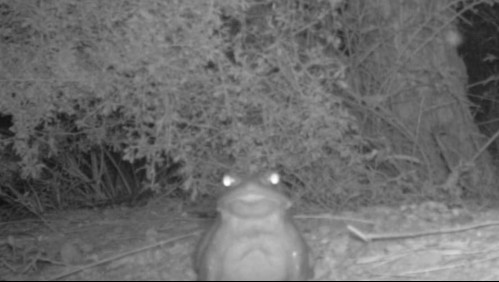 'Por favor, absténgase...': Esta es la razón por la que en Estados Unidos llaman a dejar de lamer una especie de sapo