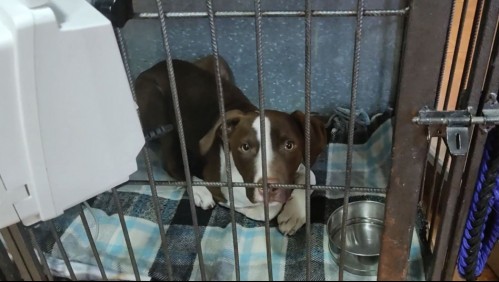 Detienen a falsos veterinarios que atendieron a más de 2 mil mascotas: Un perro terminó con septicemia