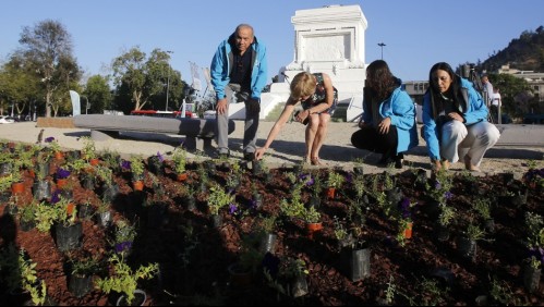 Inician plantación de flores para remodelar la Plaza Baquedano: 'Sabemos que representa mucho'
