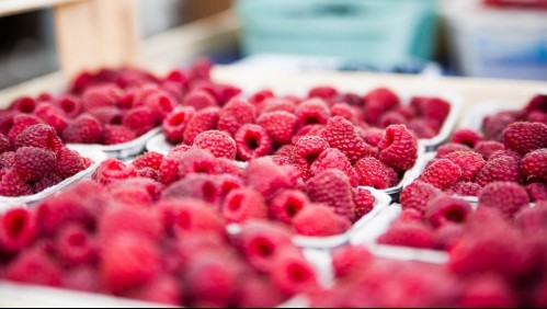 Exportadora de frambuesas chilenas explica retiro de productos en mercado de Estados Unidos: ¿Qué dijo la empresa?