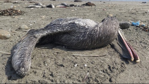 Gobierno confirma el primer caso de gripe aviar en Chile: Fue detectado en un ave silvestre en Arica
