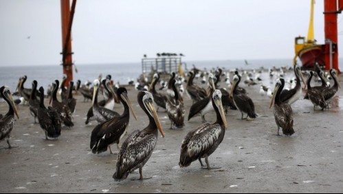 SAG confirma nuevos casos positivos de gripe aviar en Iquique y Antofagasta