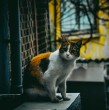 Conoce detalles sobre una investigación que determinó, a través de un estudio en gatos de una ciudad en Estados Unidos, dónde deberían vivir los felinos, si dentro o fuera del hogar.
