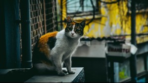 Estudio revela dónde deberían vivir los gatos: ¿Interior o exterior?