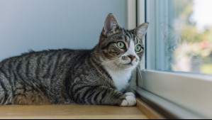 ¿Es recomendable tener gatos dentro de la casa? Estudio resuelve dónde deberían vivir los felinos