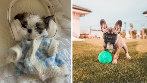 ¿Estás de acuerdo? Estas razas de perros son consideradas las más bonitas