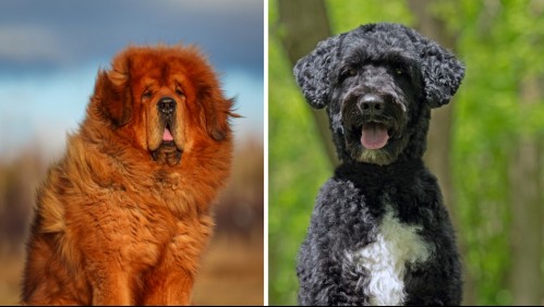 Cuestan miles de dólares: Estas son las razas de perros más caras del mundo