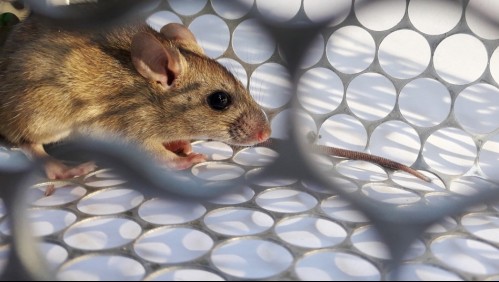 Podría volverse muy grave: Los 6 síntomas con los que se manifiesta el hantavirus