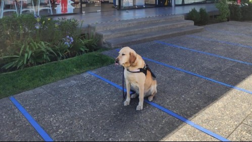 Bencinera prohíbe ingreso del perro guía de una mujer con discapacidad visual y luego se disculpa