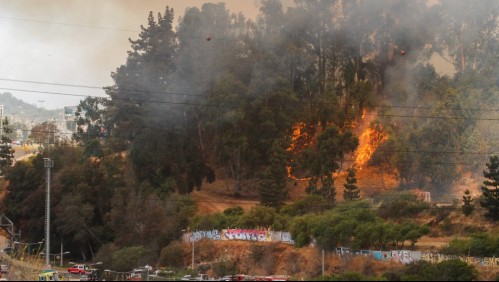 Conaf compromete restauración del Jardín Botánico de Viña del Mar afectado por incendios