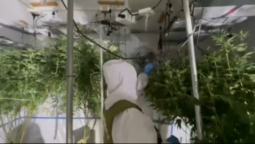 Acuden a amago de incendio en casa abandonada en Las Condes y descubren un cultivo indoor de marihuana