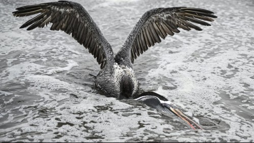 Declaran Emergencia Zoosanitaria por presencia de influenza aviar en región de Arica y Parinacota