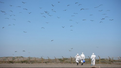 Influenza aviar en el norte de Chile: ¿Puede afectar a las personas?