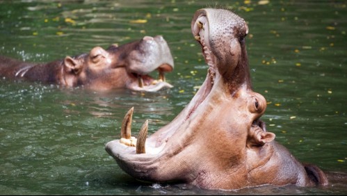 Hipopótamo agarró a un niño de la cabeza, se lo tragó y después lo escupió vivo