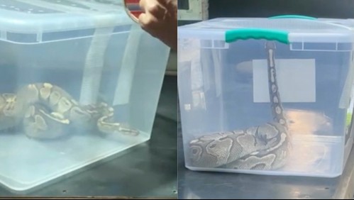 Familia encuentra enorme serpiente en su departamento en Macul: ¿Qué hacer al enfrentarse con este tipo de reptil?