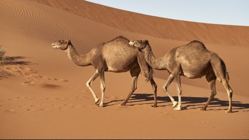 Jugadores de Francia se habrían contagiado con 'virus del camello': ¿De qué se trata esta misteriosa enfermedad?
