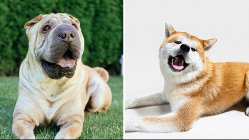Formaron parte de la dinastía china: Estas son 5 razas de perros más antiguas de la historia