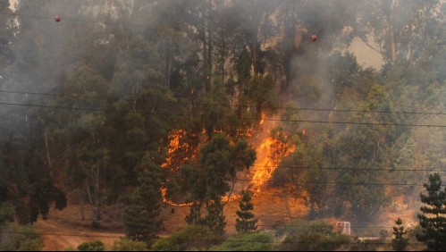 'Se quemaron 250 animales': El drama de los crianceros de Lampa por los incendios forestales