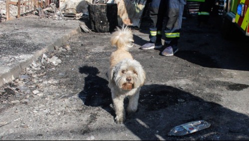 'Hermosa labor': El aplaudido gesto de clínicas veterinarias por incendio en Viña del Mar