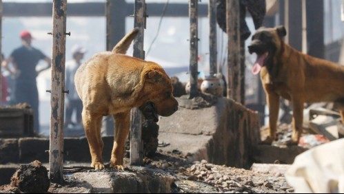 Así puedes ayudar a los animales afectados por incendio de Viña del Mar