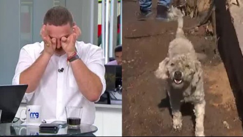 'Me dio pena': José Antonio Neme no aguanta las lágrimas tras ver a perrito que sobrevivió a incendios en Viña del Mar