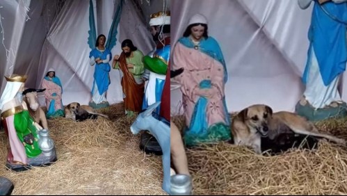¡Milagro navideño!: Encuentran perrita durmiendo dentro de un pesebre con un inesperado regalo