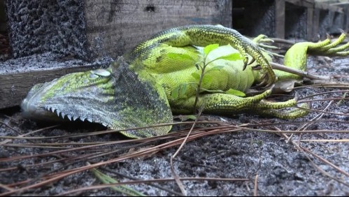 Se registra una 'lluvia de iguanas' en el sur de Florida por la tormenta invernal