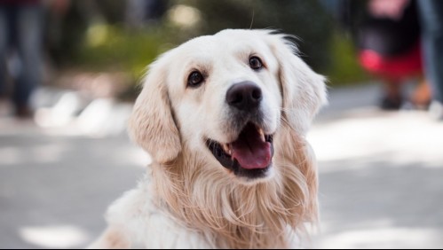 Perro 'encendió' un secador de pelo y provocó un incendio la casa de su dueña en Navidad