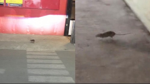 Captan ratón en el mismo supermercado donde un panadero lamió masas y encontraron fecas de paloma