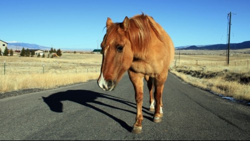 Chocó a un caballo en la carretera y ahora lo deberán indemnizar con $20 millones