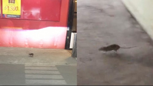 Confirman presencia de fecas y orina de ratón en supermercado de Antofagasta que cuenta con negativo historial