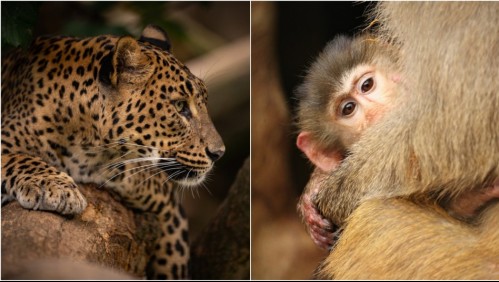 'Se aferra a la vida': La desgarradora imagen de un leopardo y un bebé babuino que compite por importante premio