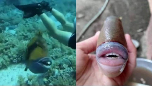 Pez con 'dientes humanos' muerde a un buzo: 'Pensé que me rompería la piel'
