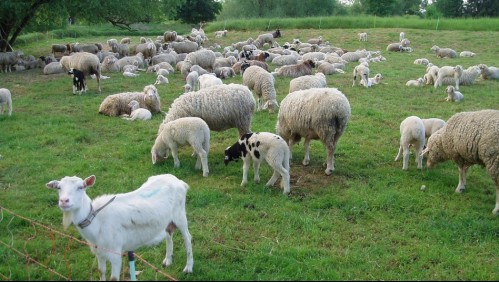 ¿Por qué las ovejas y cabras pueden evitar incendios forestales?