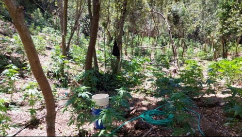 Hallan más de 5 mil plantas de marihuana en cerros de San Fernando: Tenía sistema de riego y campamento para cuidadores