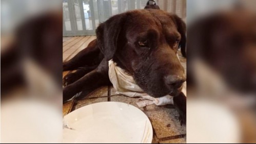 'Estaba muy cansado': Rescatan a perro que deambulaba por las vías del Metro de Santiago