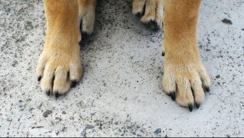 La emotiva historia del 'Hachiko chileno': Lleva meses esperando afuera de un Cesfam a su amo fallecido