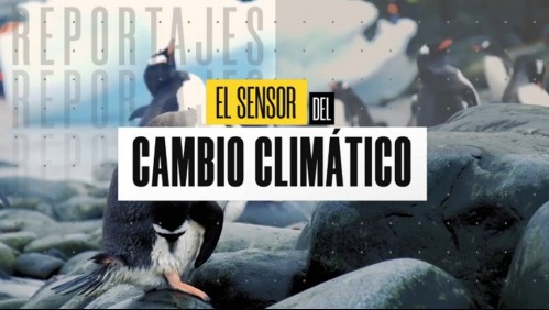 El sensor del cambio climático: El preocupante deshielo antártico