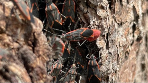 Alertan de masiva presencia de chinches del arce en Santiago: ¿Es realmente una plaga peligrosa?
