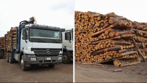 'Operación radiata': El gigantesco operativo por robo de madera en que se allanaron 40 domicilios