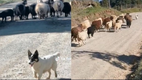'Póngale, gancho': Perrito chileno pide permiso para pasar junto a un rebaño de ovejas y se vuelve viral