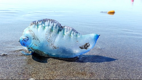 Reaparece la Fragata Portuguesa en Chile: ¿En qué playa fue detectada y cuál es el peligro?
