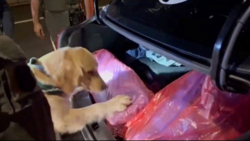 Perrita 'Fucsia' ayudó a detectar cargamento de droga avaluada en $600 millones