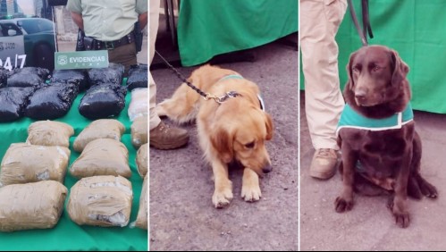 Incautan casi 900 millones de pesos en droga: Operativo se logró gracias al trabajo de dos perros de Carabineros