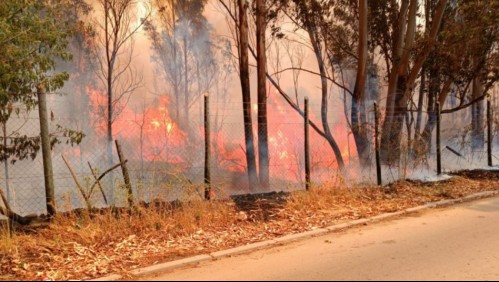 Declaran Alerta Roja en comuna de San Nicolás: Incendio forestal amenaza a sectores habitados
