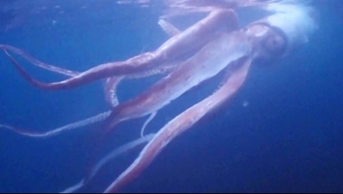 Buzos graban a gigantesco calamar: 