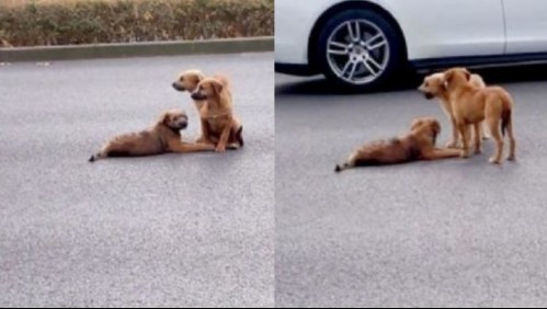 'Impotencia': El emotivo video de perritos que acompañan a un cachorro herido en una carretera
