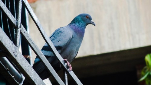 Capturan paloma que transportaba drogas en una 'mochila' al interior de una cárcel