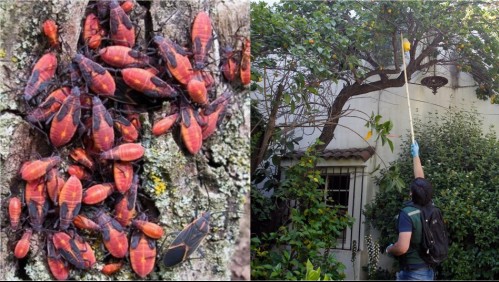 'Es rojo y bien vistoso': Qué hacer con el chinche del arce, el insecto que abunda en árboles y puede entrar a tu casa